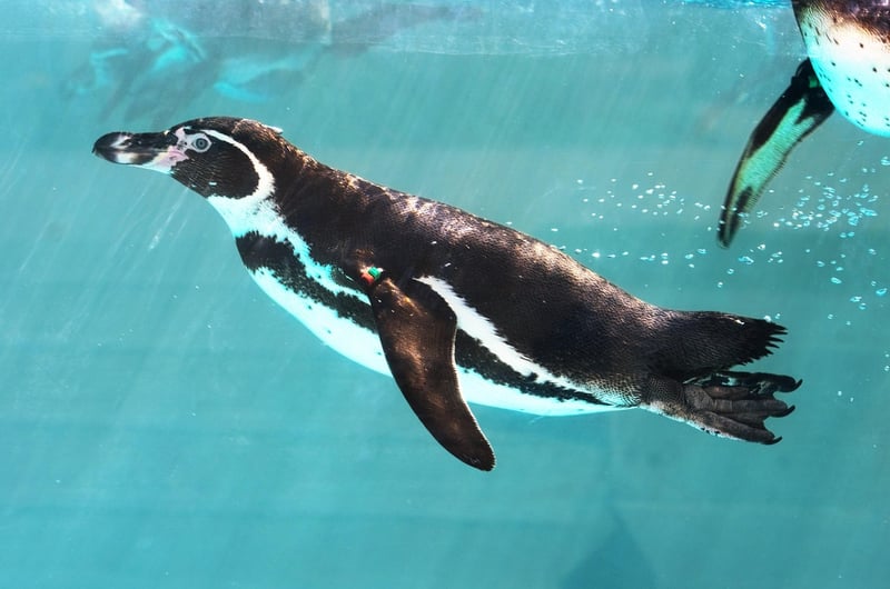 Calming Swim Sessions